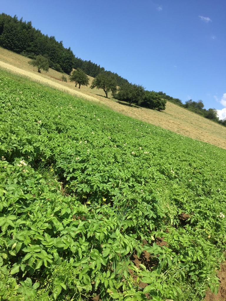 Kartoffelfeld in Hanglage